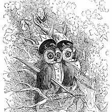 Two owls are sitting on a branch as two sprite creatures sneak behind them to steal their caps and bells
