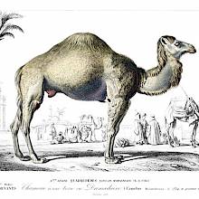 Dromedary seen from the side outside the walls of a Middle Eastern city outlined in the background
