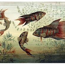 Five paradise fish are seen swimming about among algae