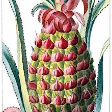Botanical plate showing the fruit and leaves of a pineapple